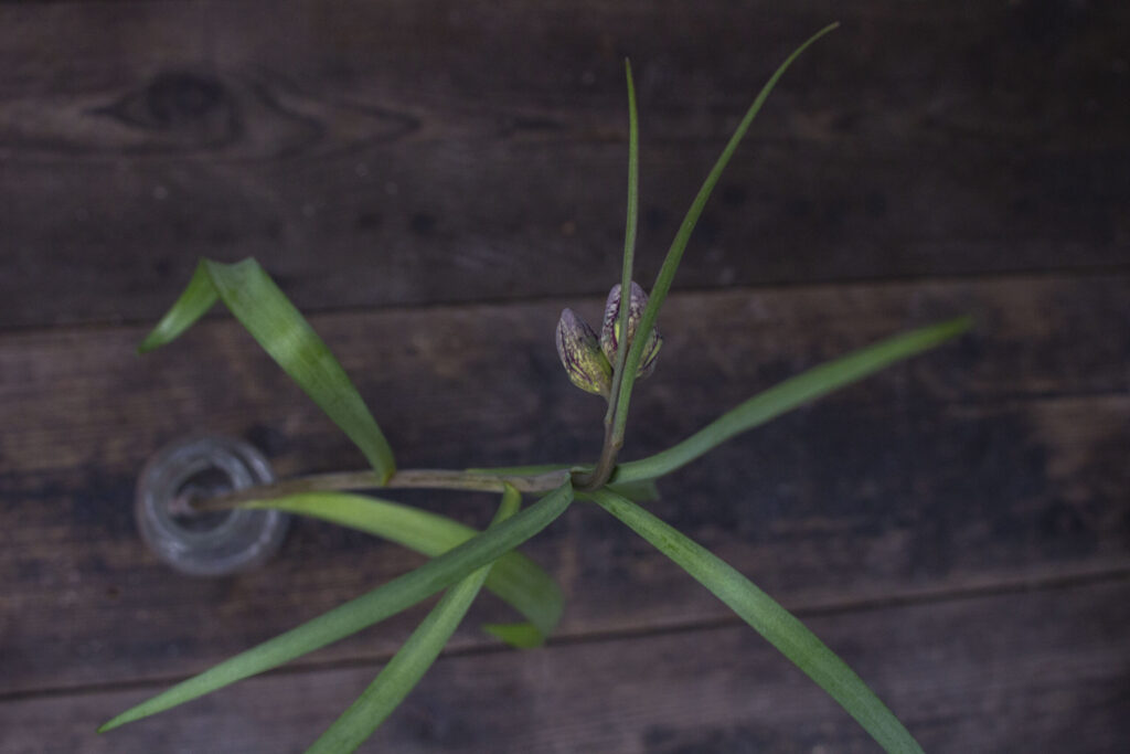 Plant almindelig vibeæg i haven