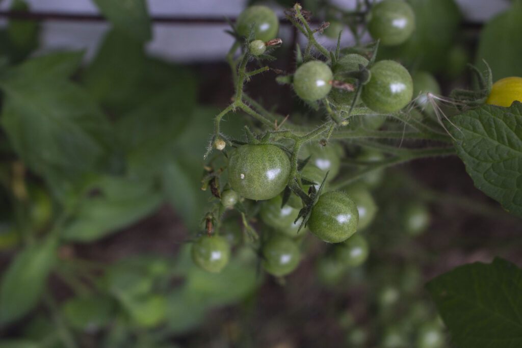 Plantning af tomater i drivhus