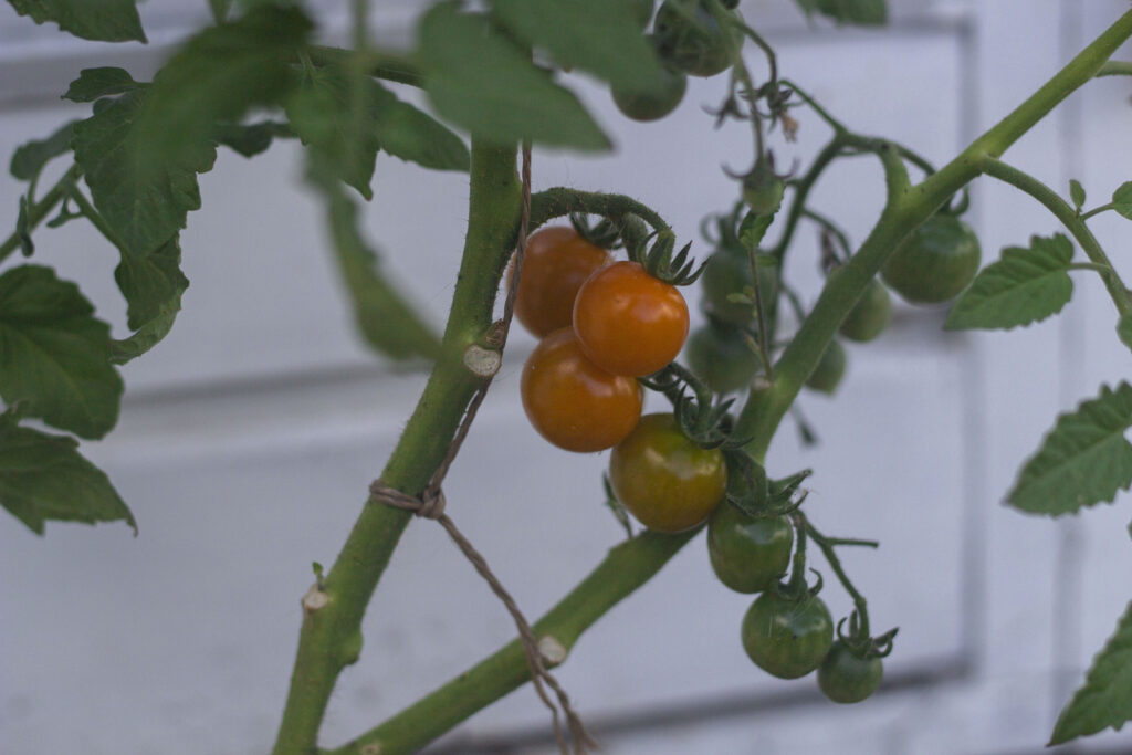 Værd at vide om pasning af tomater