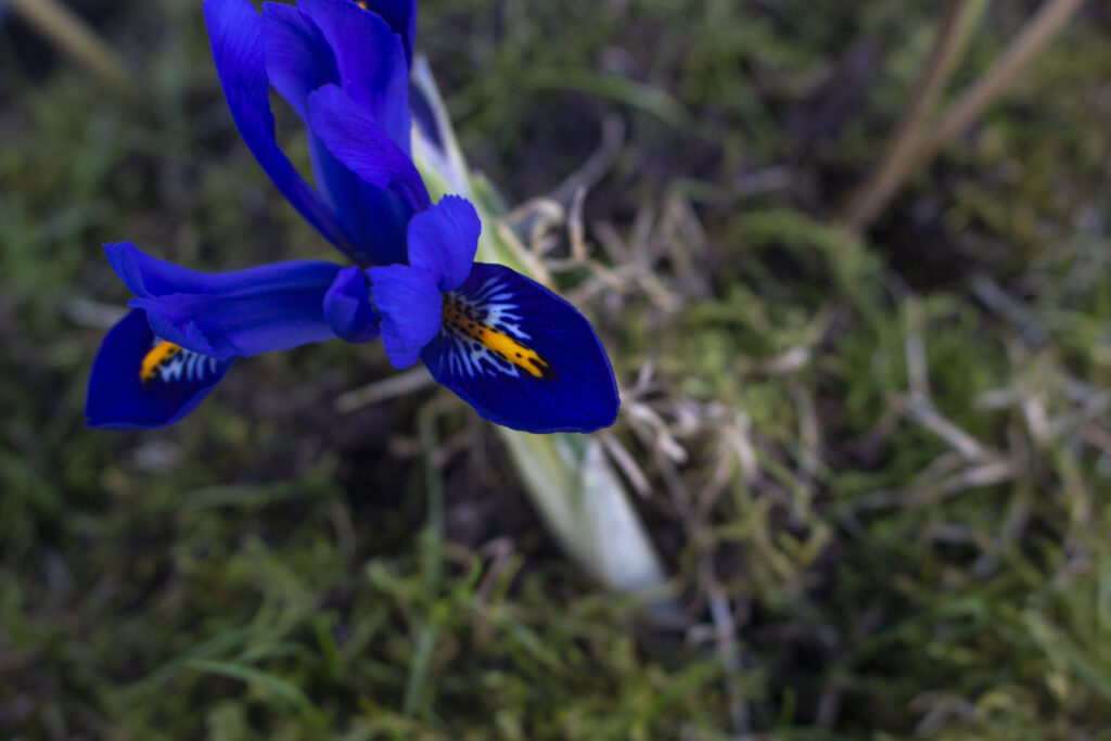 Den bedste placering til iris