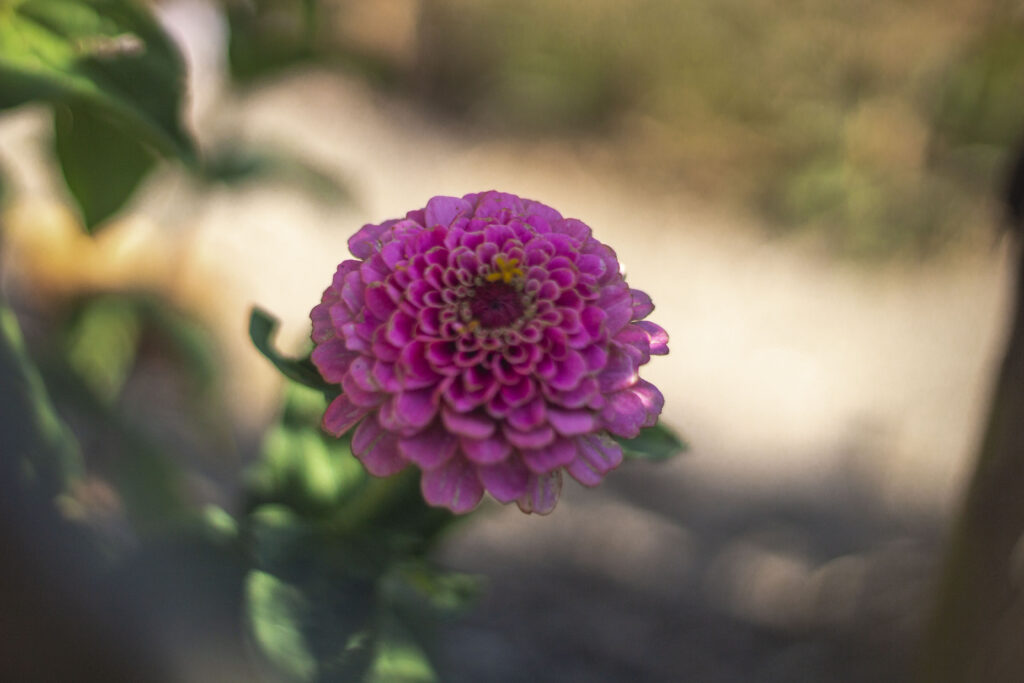 Der findes mange sorter af zinnia