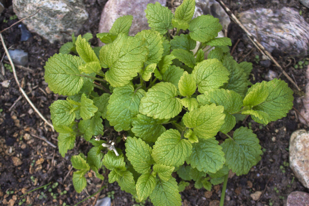 Citronmelisse har en beroligende virkning
