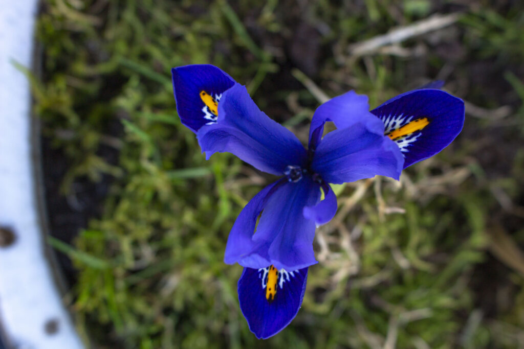 Få iris i haven