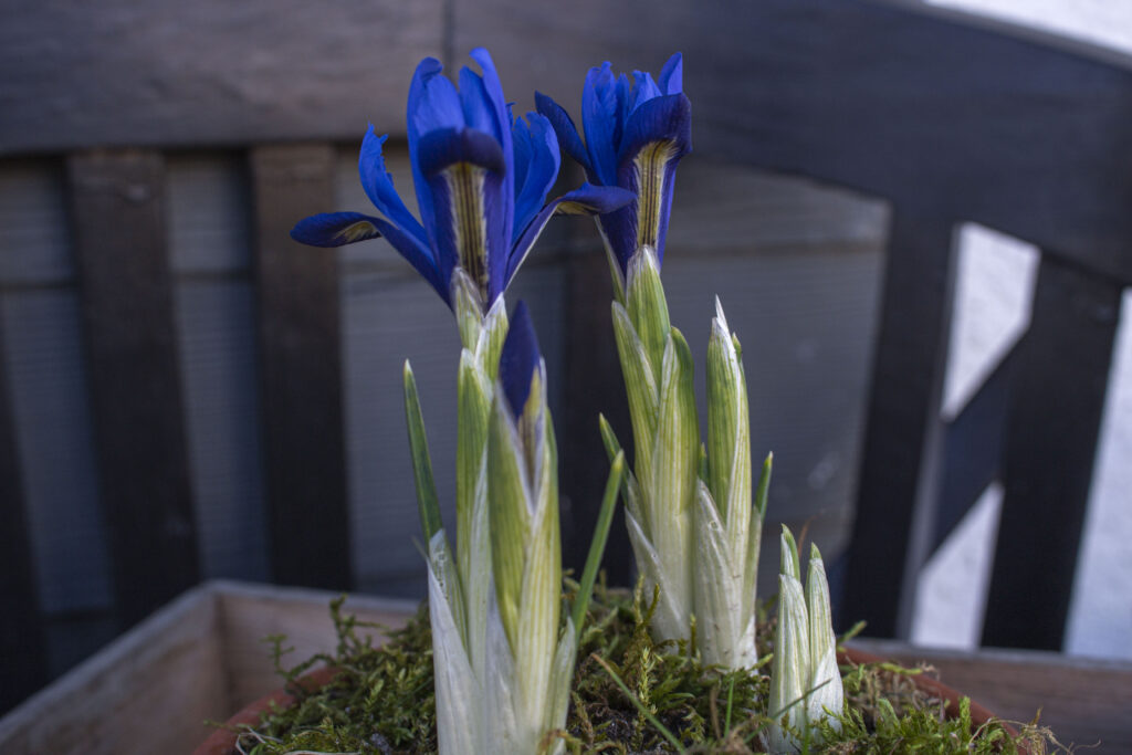 Hvornår blomstrer iris