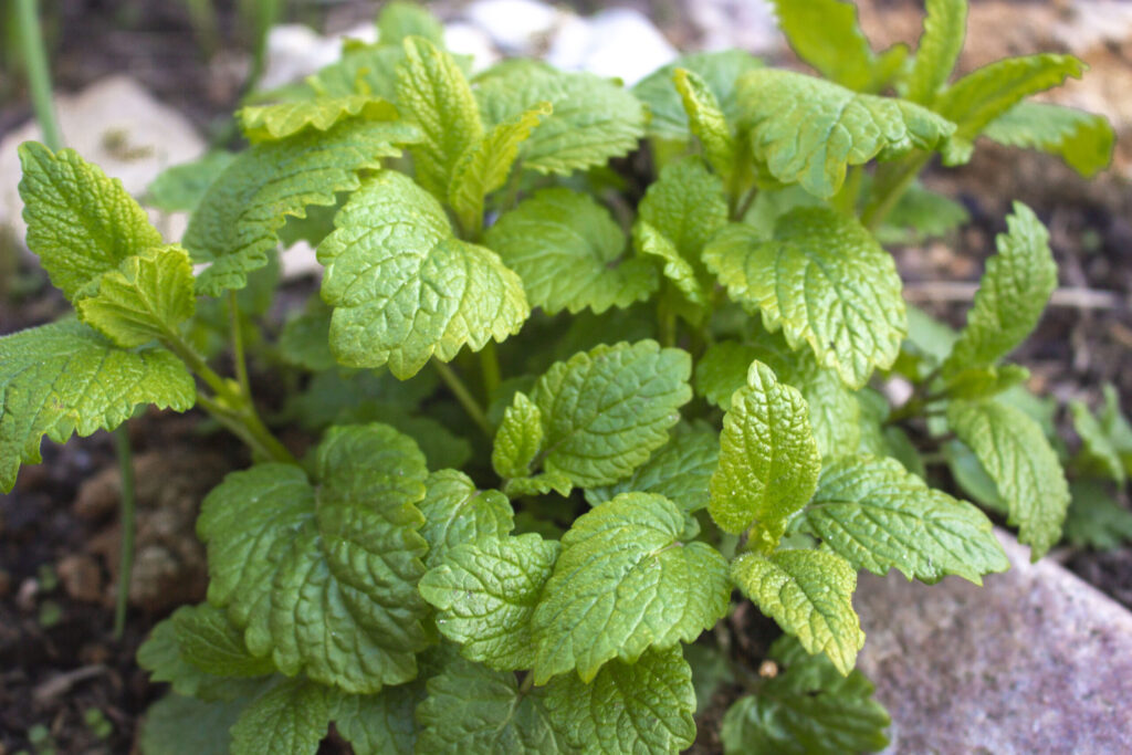 Min opskrift på te med citronmelisse