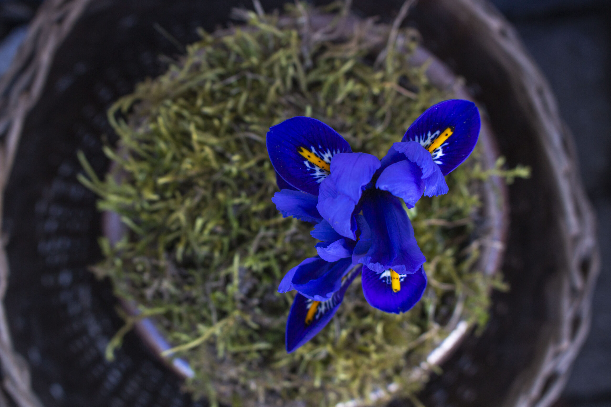 Pasning og plantning af iris i haven