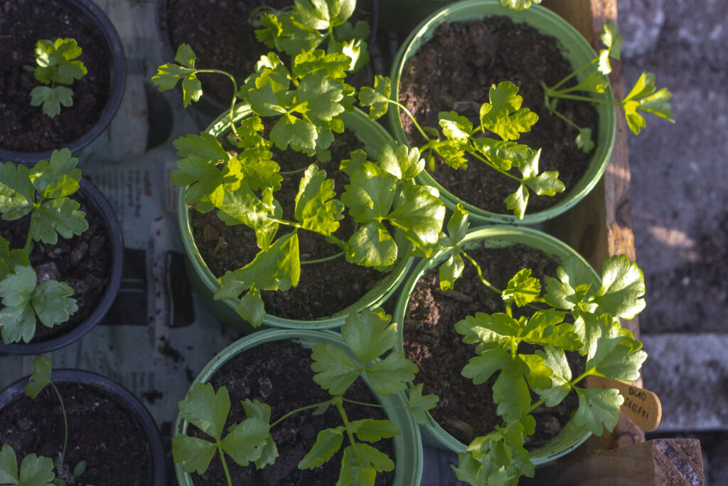 Sådan skal du plante bladselleri