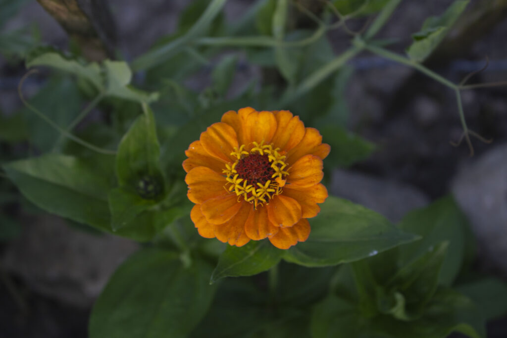 Kom godt i gang med dyrkning af zinnia