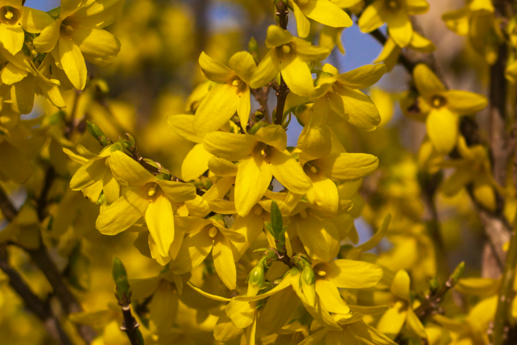 Beskæring af forsythia