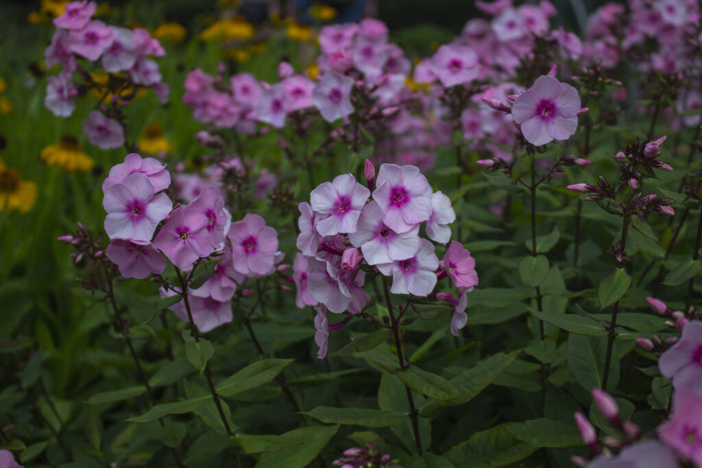 7 flotte planter til dit staudebed
