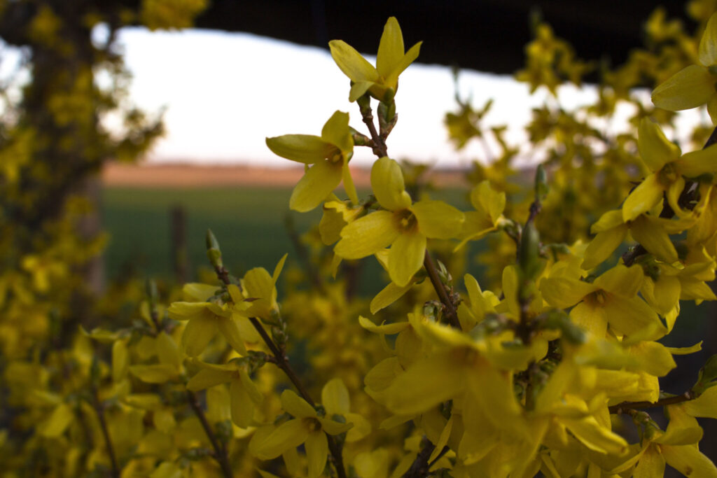 forsythia