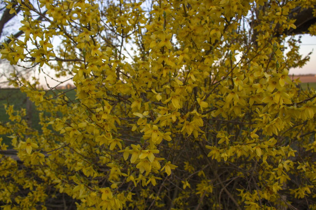forsythia
