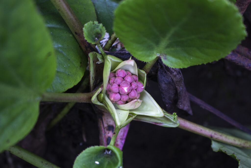 Plantning af kæmpestenbræk
