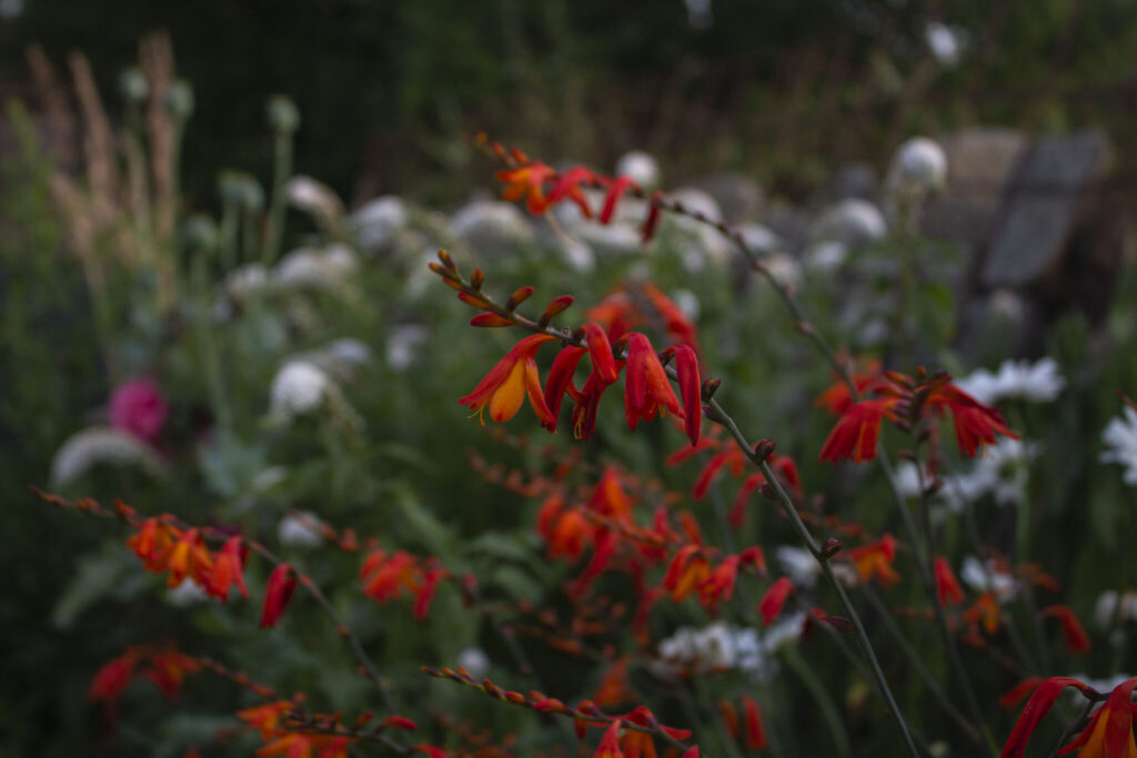 Få montbretia i haven