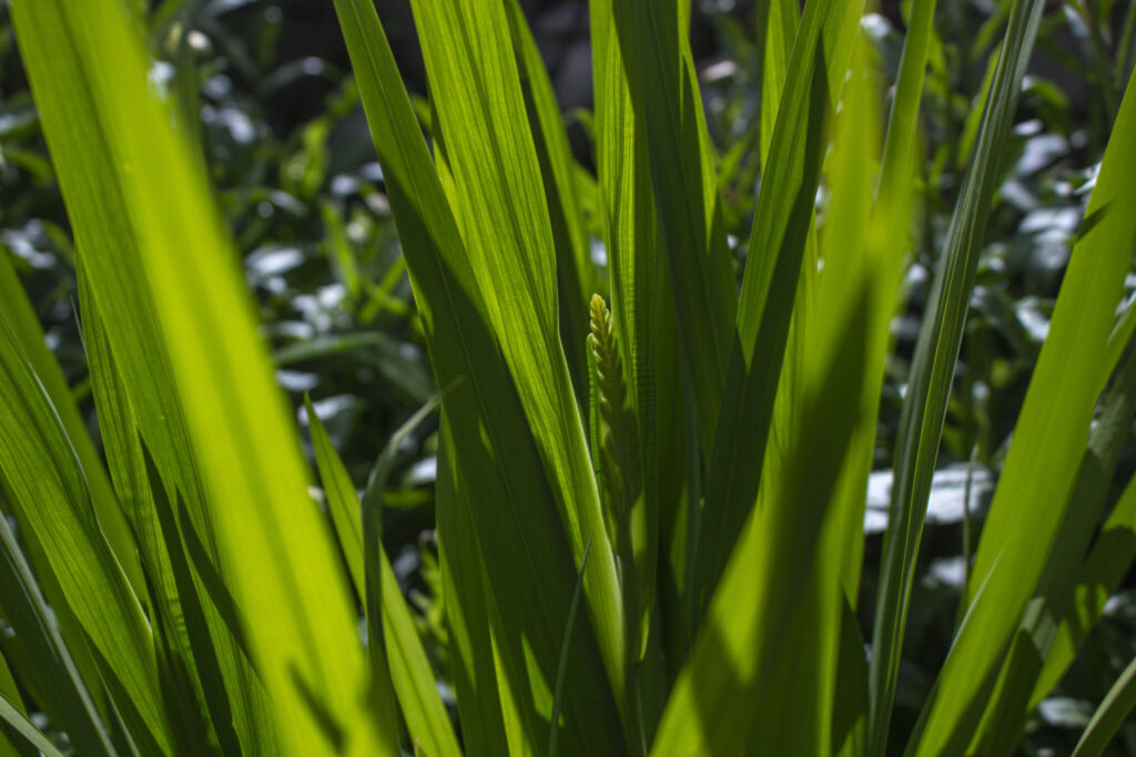 Formering og deling af montbretia