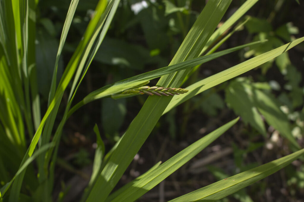 Guide til såning og udplantning af montbretia