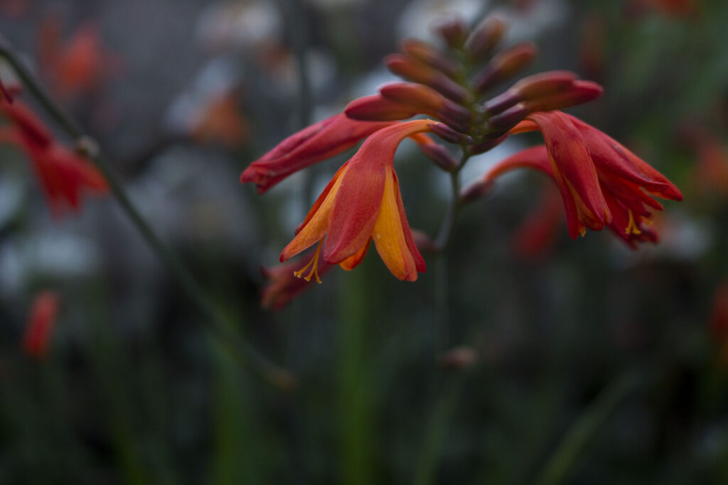 Montbretia alt om den kulørte crocosmia