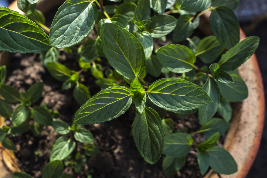 Plant mynte i krukker og undgå spredning
