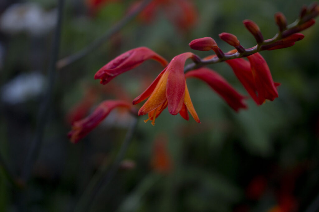 Tips til pasning og pleje