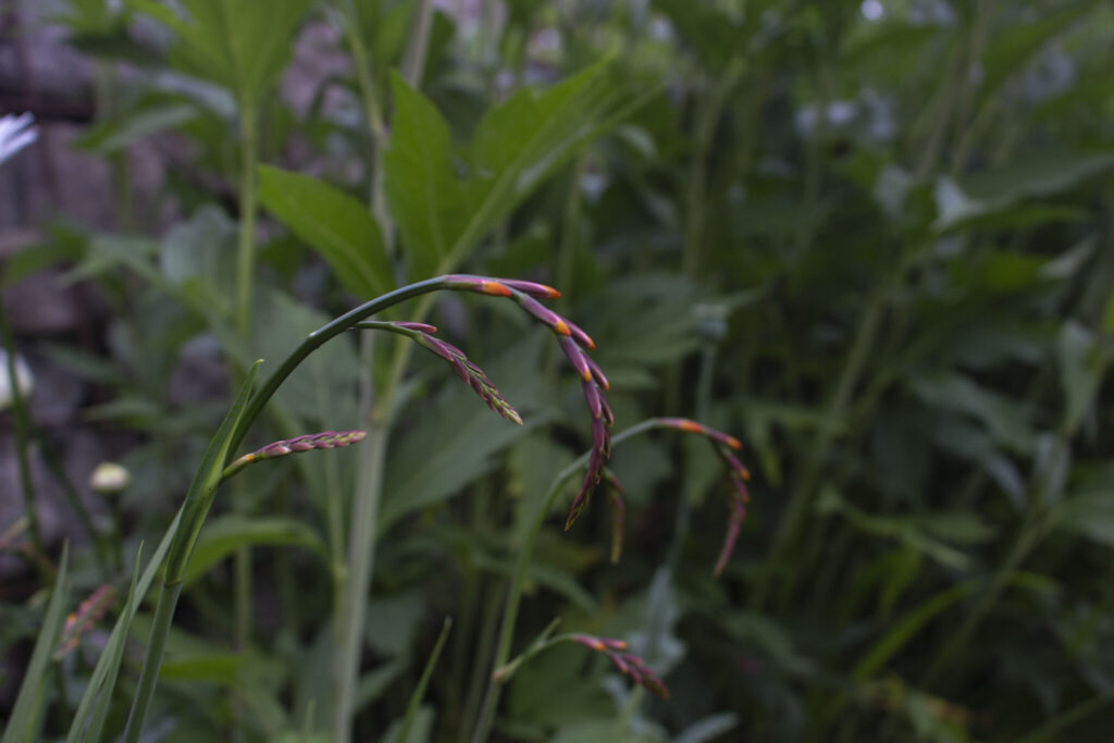 Vælg de rigtige sorter og arter