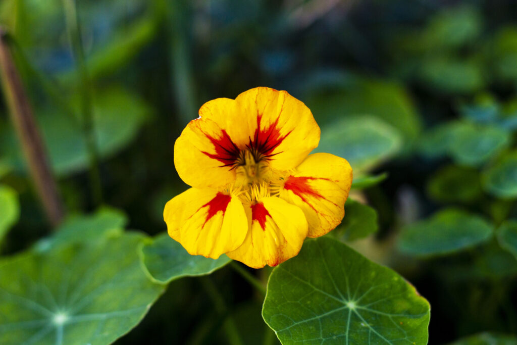 Blomsterkarse eller tallerkensmækker