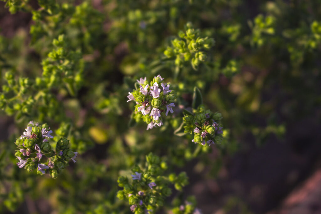 Oregano – et uundværligt krydderi