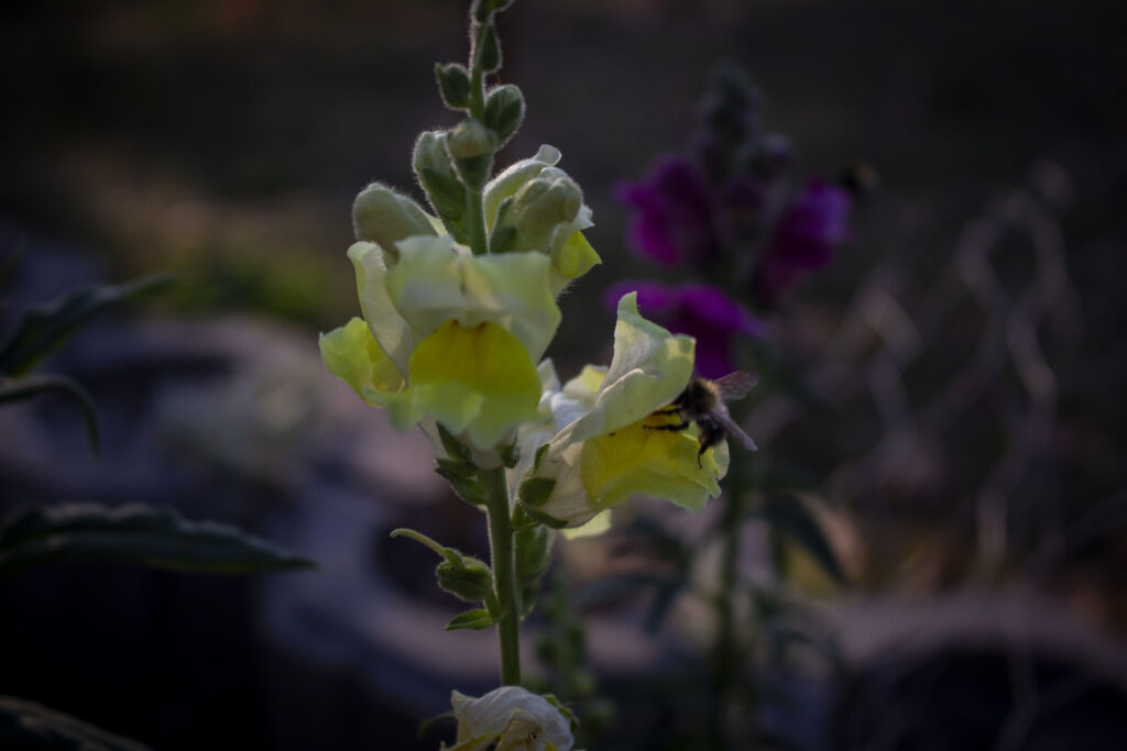 De fineste, farverige blomster
