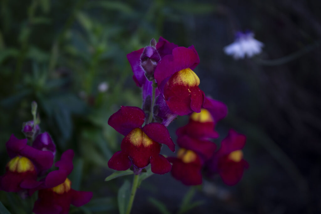 De fineste, farverige blomster
