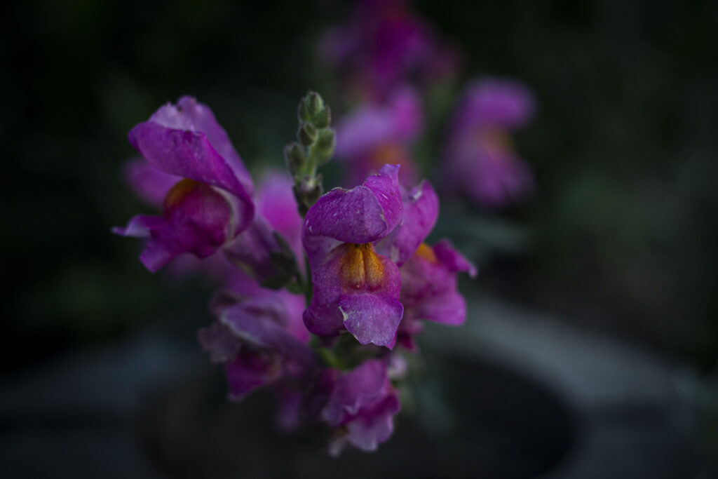 De fineste, farverige blomster