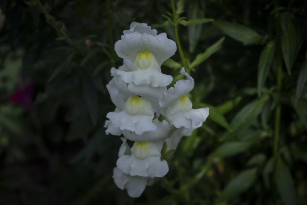 Løvemunds blomster er læbeformede og sidder helt tæt langs stilken.