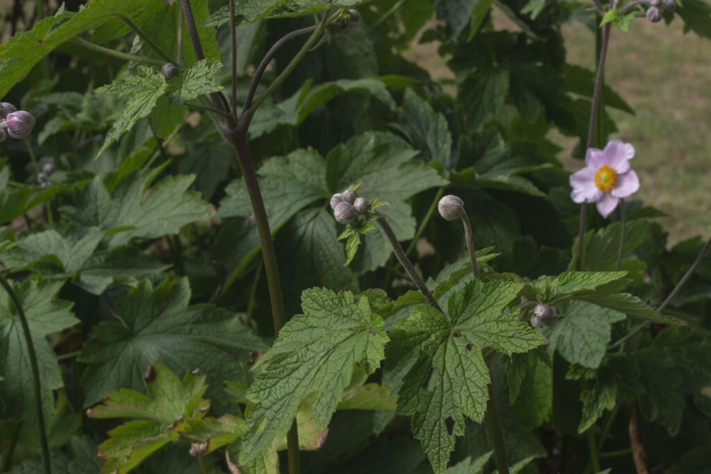 Kom godt fra start med udplantning af høstanemone