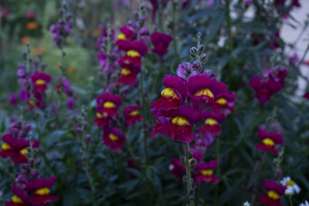 Løvemund Et farvebrøl af en blomst