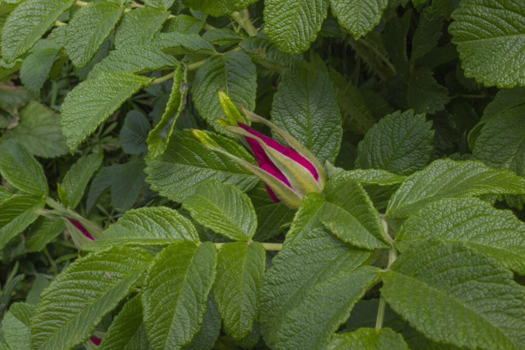 Plant hybenroser i haven