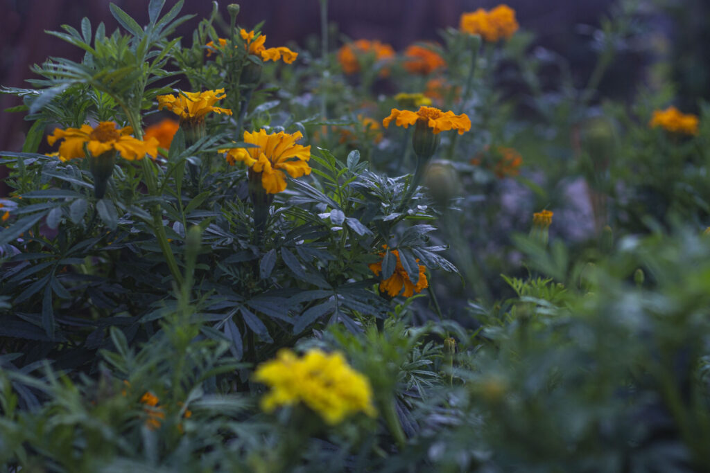 Blomster i kraftige farver