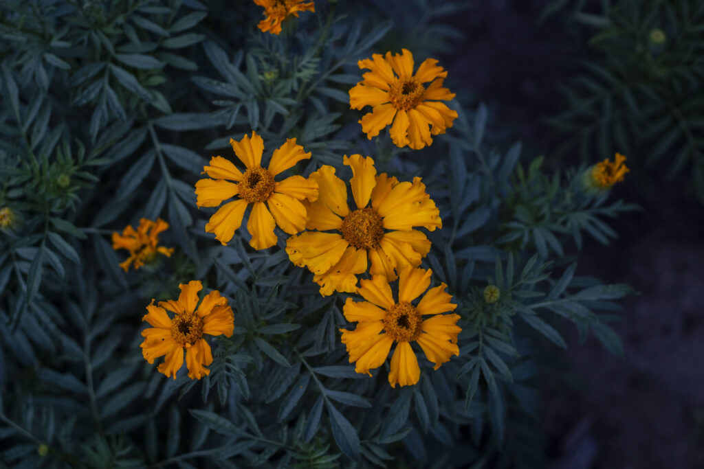 Kom i gang med dyrkning af tagetes