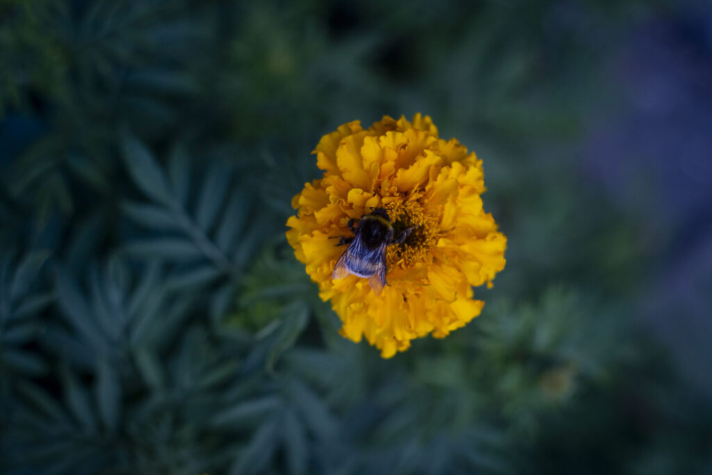 Plantning af tagetes