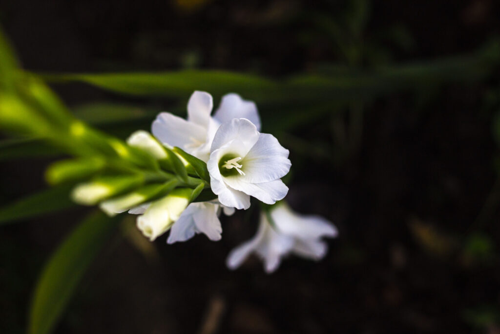 Gode råd om pasning og pleje af gladiolus