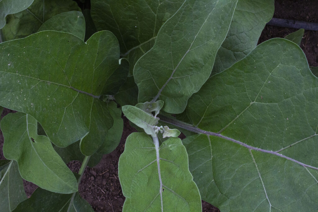 Kom i gang med dyrkning aubergine