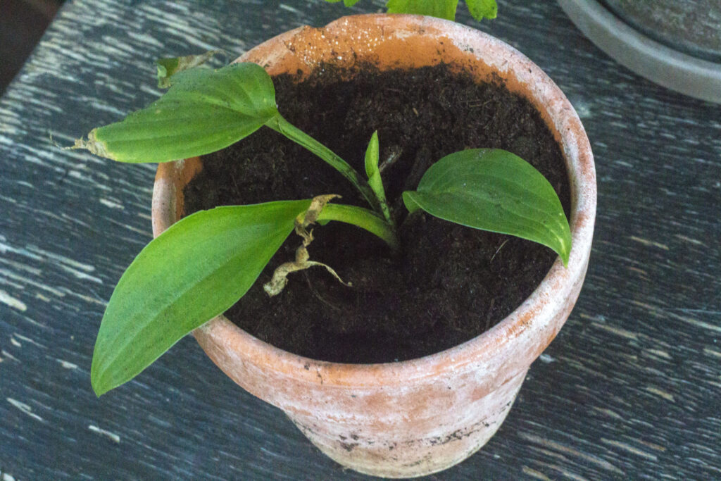 Drømmer du om hosta i krukker