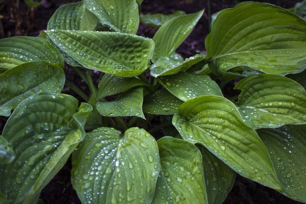 Find den rigtige placering til hosta