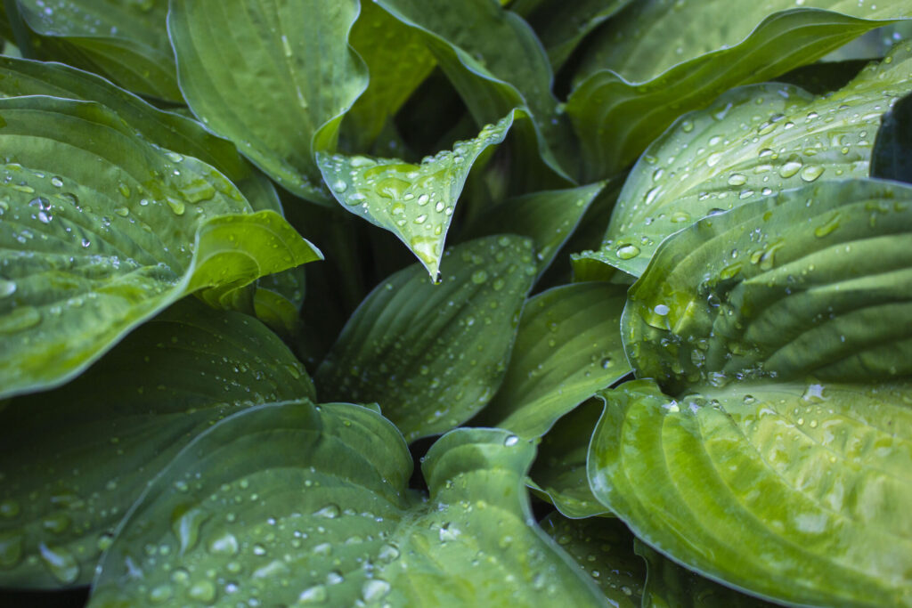 Flytning og deling af hosta