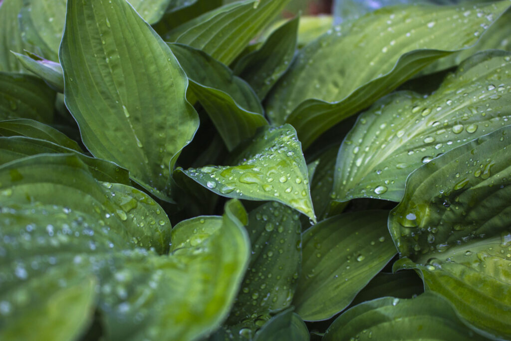Hvornår er det plantetid for hosta