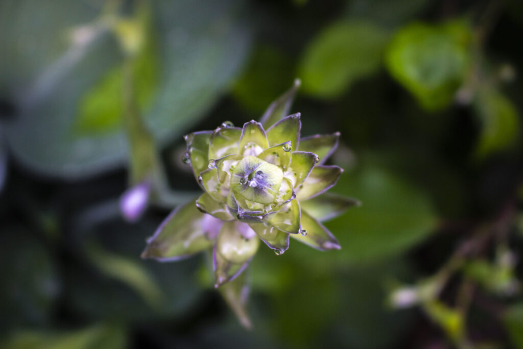 Kom godt i gang med udplantning af hosta