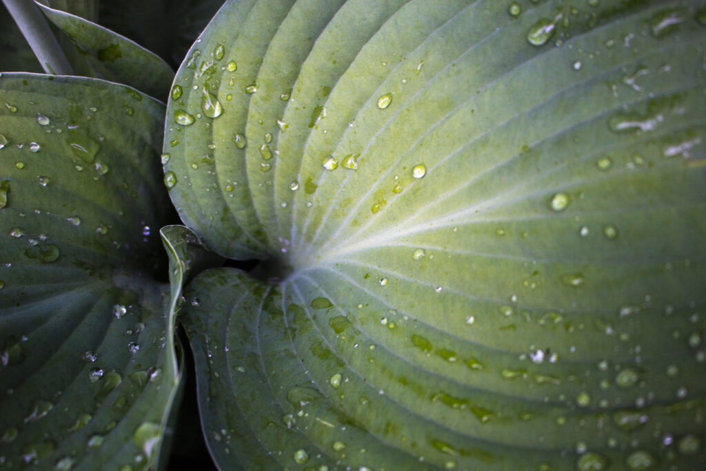 Sådan skal du plante hosta