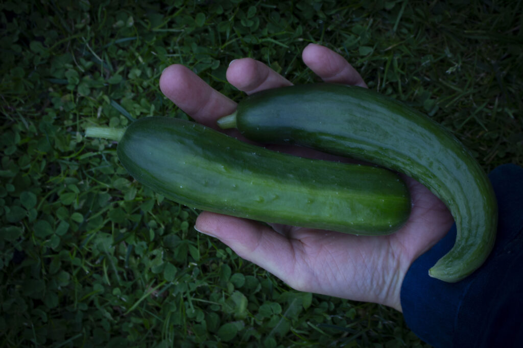 Dyrkning af agurker trin for trin