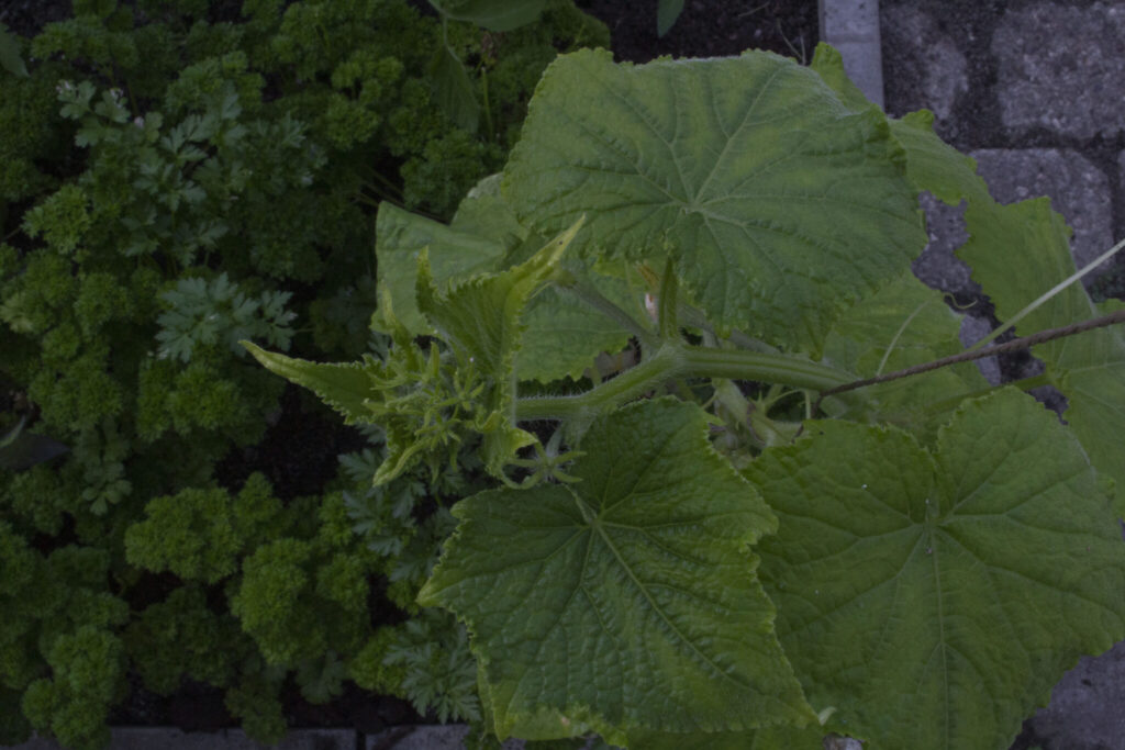 Sådan planter du agurkeplanter