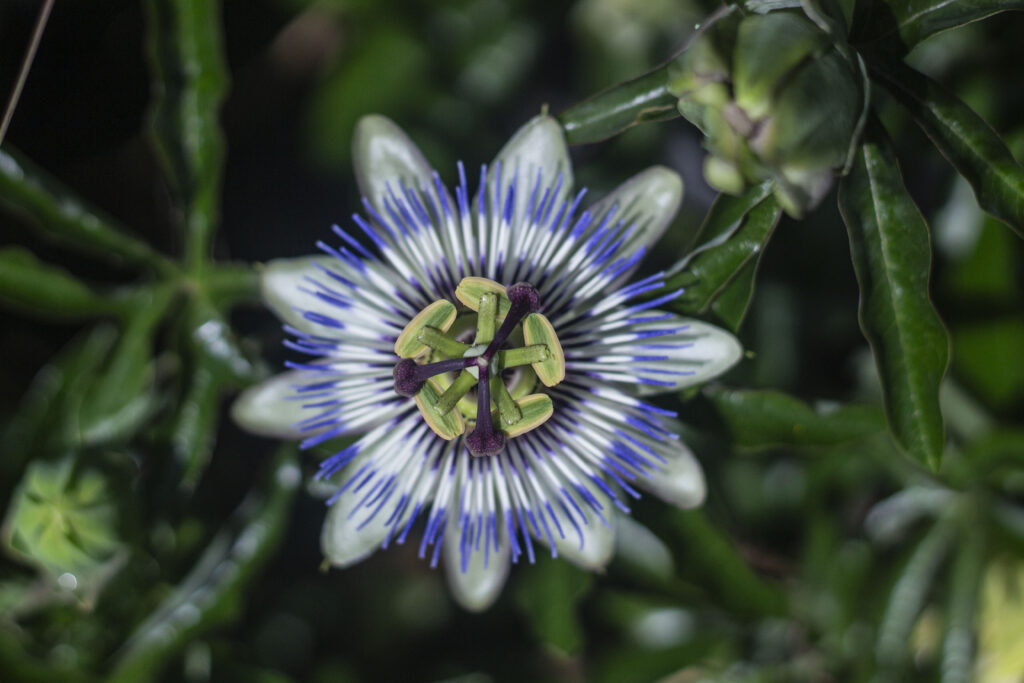 Du kan dyrke eksotiske frugter og sydfrugter i drivhus