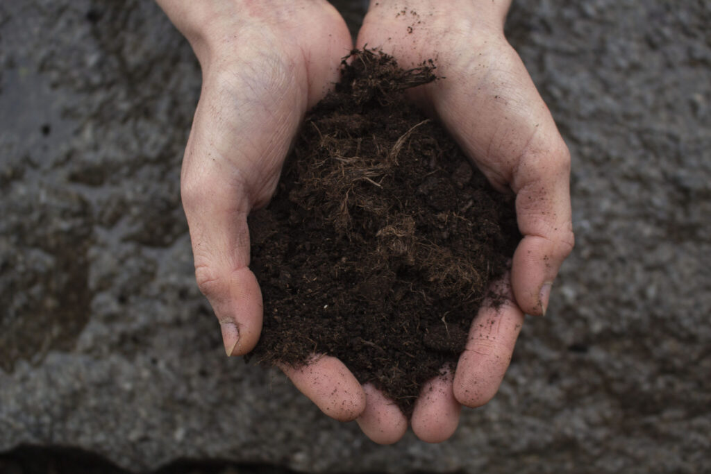 Sådan gør du: Udplantning af storkenæb
