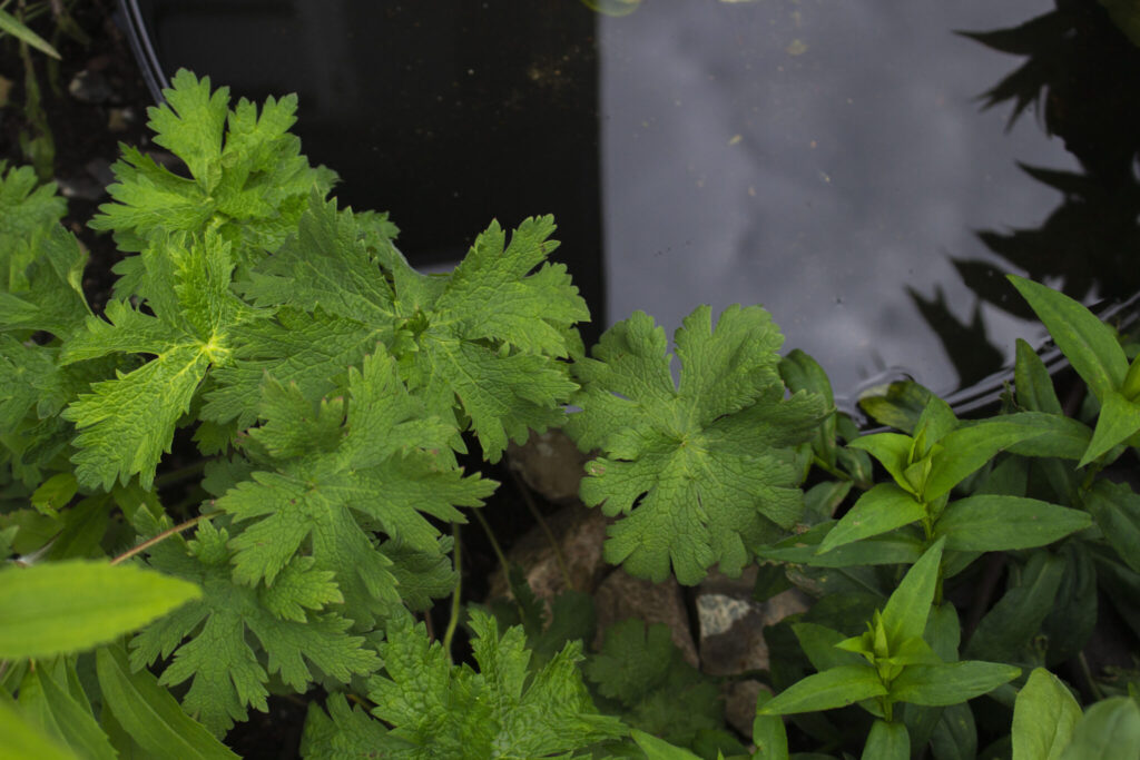 Brug geranium som bunddække