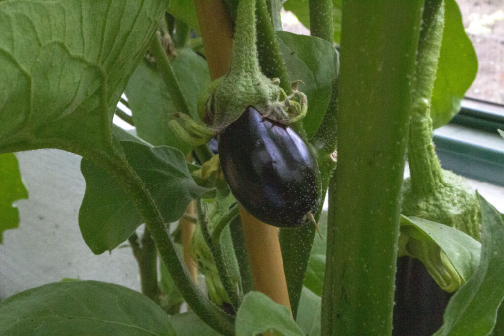 Aubergine i køkkenhaven